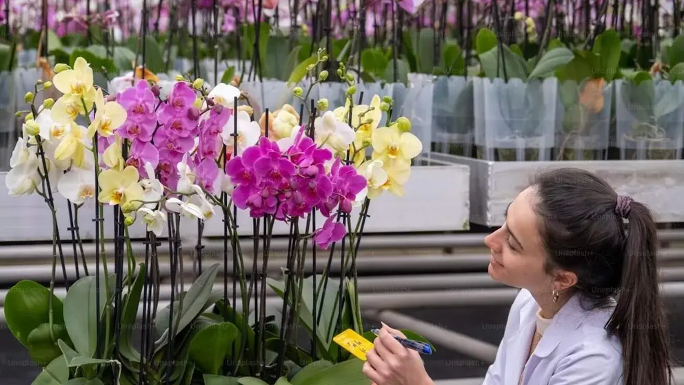 Pexels /Redeferencia